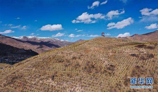 这是4月11日拍摄的青海省玉树藏族自治州玉树市境内的树木（无人机照片）。 新华社记者 薛玉斌 摄