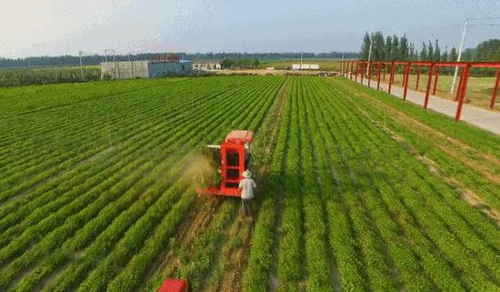 ▲山东德州市夏津田庄乡滕庄社区种植的800亩花生喜获丰收。来源：齐鲁网