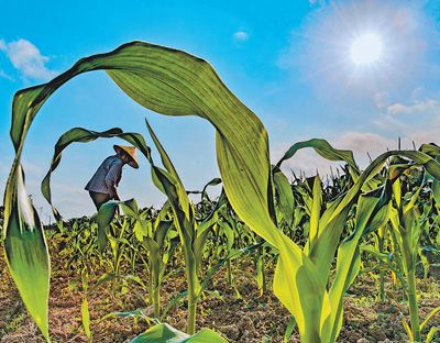  海南省琼海市嘉积镇红星社区，农民在田间劳作。&nbsp;&nbsp;　　蒙钟德摄（人民视觉）