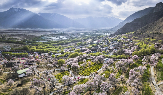 这是在林芝市巴宜区嘎拉村拍摄的桃花（2025年3月29日摄，无人机全景照片）。新华社记者 齐芷玥 摄