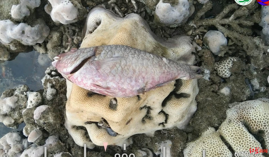  ▲菲律賓地震後暴露的珊瑚礁和死亡的魚