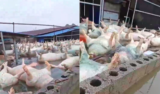  养猪场数千头死猪漂浮水面。视频截图