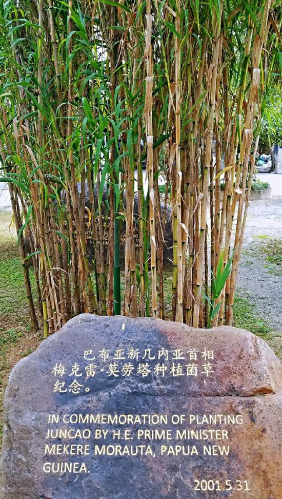在福建农林大学校园内，这里最显眼的是一丛丛比人还高大的草，这是到访的亚非拉等发展中国家领导人和政要在此植下的“友谊草”。新华社记者 魏培全 摄