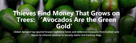 华尔街日报报道《盗贼找到了树上的财富》