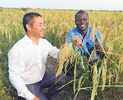 中尼两国技术人员分享水稻新品种培育成功的喜悦。中地海外集团绿色西非农业有限公司供图