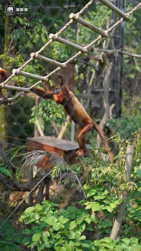  南京市红山森林动物园里的红吼猴。记者 阮帅 摄