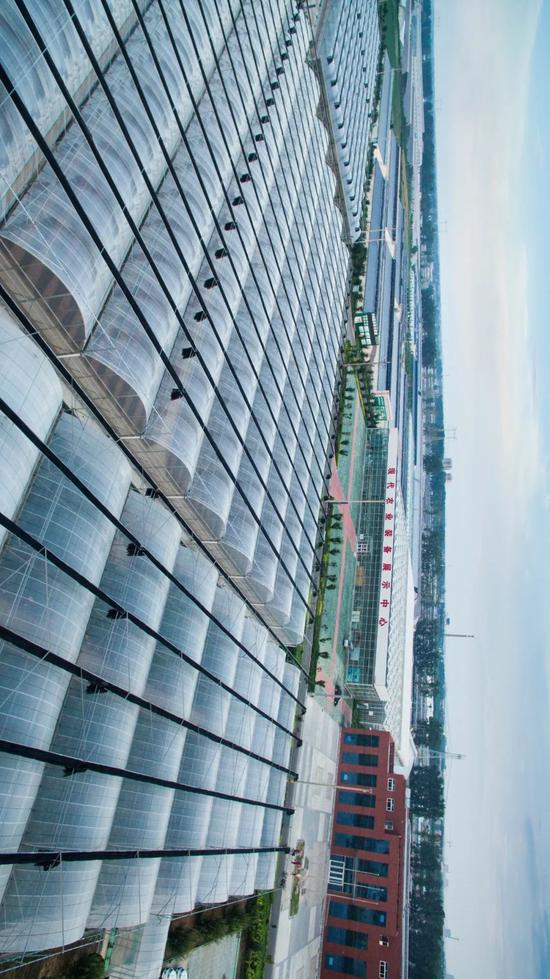  ▲ 寿光农业基地园区密集的蔬菜种植大棚。摄影/刘敏