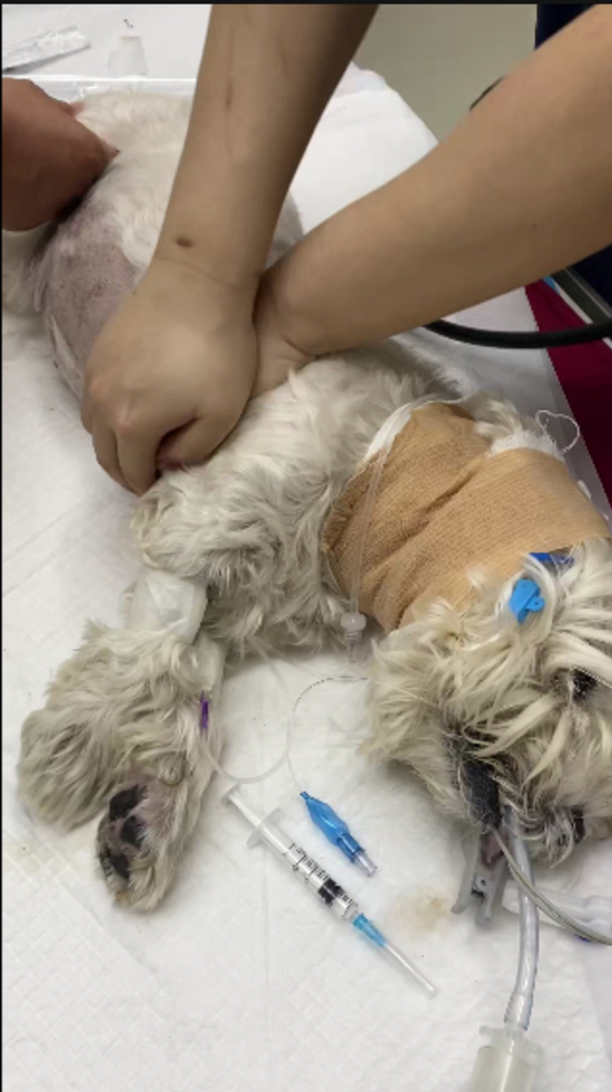 相伴13年爱犬被毒死，主人辞职追凶1000多天，北京首例宠物中毒刑事诉讼案一审宣判：张某华获刑4年，当庭上诉