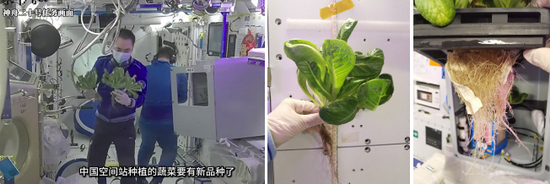 △在轨生菜收获及样品采集