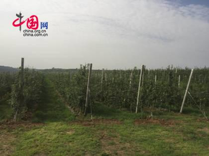 图为铜川海升千亩高标准矮化苹果示范园。