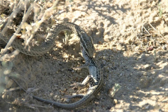 花条蛇捕食快步麻蜥