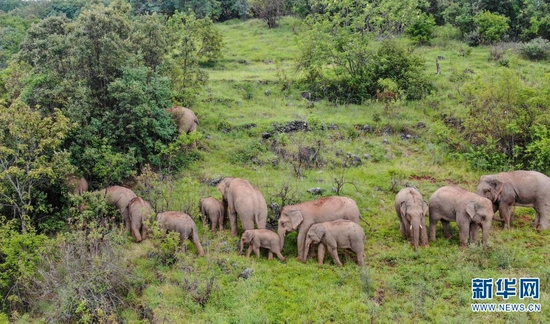 无人机拍摄到的北移亚洲象（摄于7月15日）。新华网发（云南省森林消防总队供图）