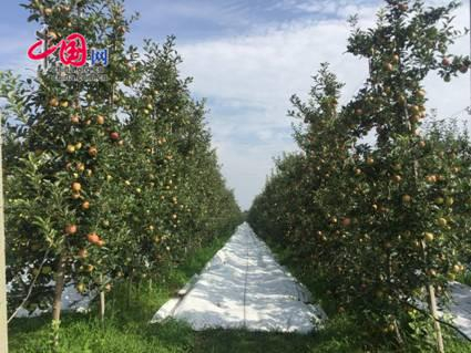 图为铜川海升千亩高标准矮化苹果示范园。