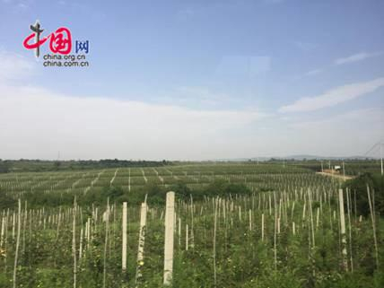 图为铜川海升千亩高标准矮化苹果示范园。