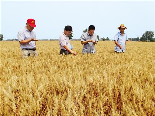  5月31日，河南省沈丘县农业农村局组织的农业技术专家组在邢庄镇一处小麦高产示范田里查看小麦熟期长势，并进行机收前估产。夏粮的90%是小麦，尽管产量只占全年粮食的五分之一，但对保障口粮安全至关重要。农业农村部最新农情调度显示，今年小麦亩穗数明显增加，穗粒数基本持平，千粒重处于高位水平，这三个关键指标夯实了今年夏粮丰收的基础。目前，全国“三夏”大规模小麦跨区机收已经全面展开。谢辛凌摄（中经视觉）