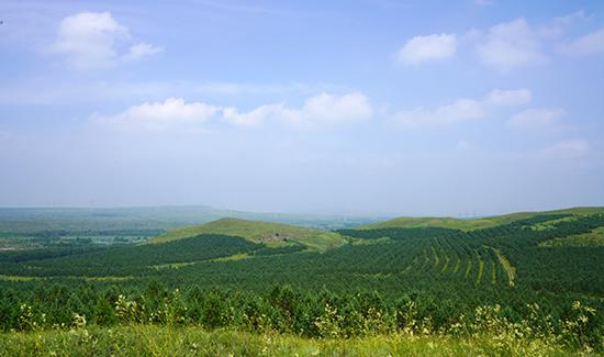 内蒙古自治区锡林郭勒盟多伦县曲家湾退耕还林项目工程。中国网记者 董小迪 摄