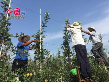 图为铜川海升千亩高标准矮化苹果示范园。