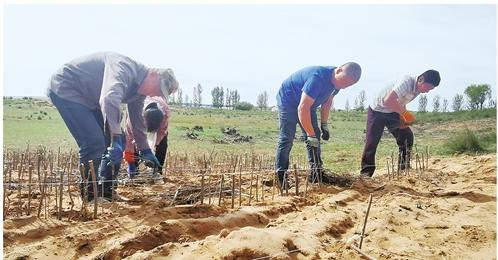 在毛乌素沙漠腹地，沙区群众正在用荆棘条固沙。经济日报 记者 常理 摄