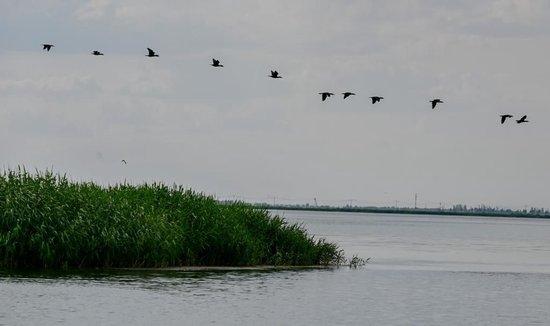  6月5日，一排候鸟在乌梁素海上空飞翔。新华社记者 连振 摄