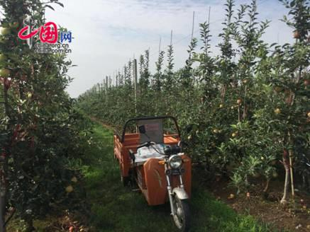 图为铜川海升千亩高标准矮化苹果示范园。