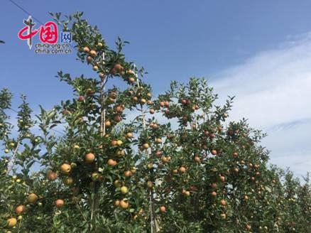 图为铜川海升千亩高标准矮化苹果示范园。