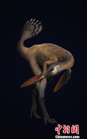 “干戚刑天龙”复原图。(章浩臻/绘制，中科院古脊椎所/提供) 章浩臻 摄