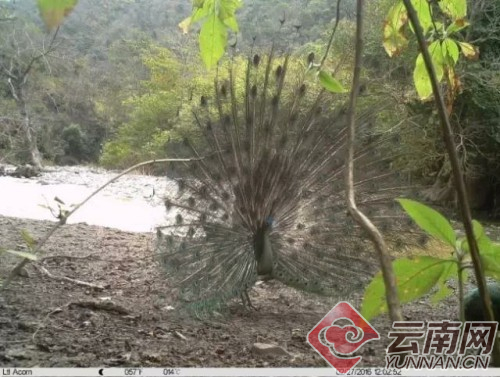 图片来源：自然之友微信公众号