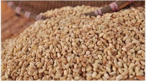 麦仁，看着就不像稻米那么好吃