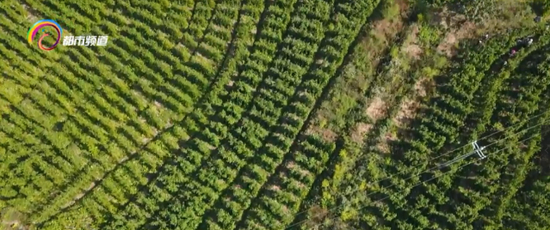  ▲图据YNTV2都市条形码