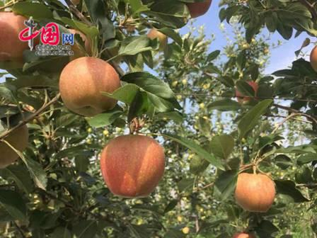 图为铜川海升千亩高标准矮化苹果示范园。