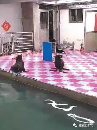 　　▲一名经营者朋友圈展示的海狮驯养日常。&nbsp;&nbsp;&nbsp;&nbsp;&nbsp;&nbsp;&nbsp;&nbsp;新京报记者&nbsp;康佳 王洪春 摄