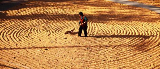↑近年来，山东省高青县实现粮食连年丰收，金灿灿的玉米映照着农民喜悦的笑脸。（乔金亮摄）