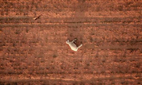 　　▲2019年是澳大利亚史上最热的一年。新南威尔士州的Parkes，一头羊死在干旱的玉米地上图/Dean Lewis/EPA