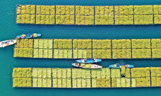 浙江省杭州市淳安县在千岛湖典型库湾、入湖口等区域，运用生态浮岛水上无土栽培技术种植水生蔬菜，努力探索“两山”价值转化新路径。图为2023年2月21日，工作人员正在采摘水生蔬菜。 人民图片 杨波/摄