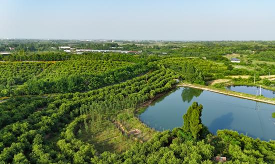 这是河南省光山县槐店乡的司马光油茶园(2024年5月15日摄)。(受访者供图)