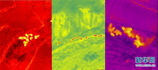 搭载红外热成像仪的无人机拍摄到的野象。新华网发（云南省森林消防总队供图）