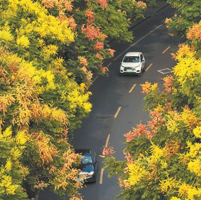  浙江杭州凤凰山下的黄山栾树。王建龙摄