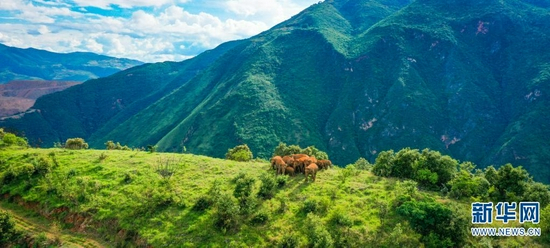 无人机拍摄到的北移亚洲象（摄于7月15日）。新华网发（云南省森林消防总队供图）