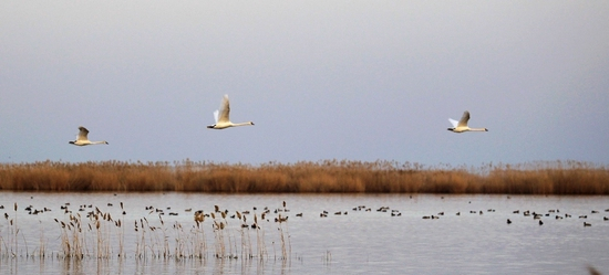 乌梁素海景色。通拉嘎 摄