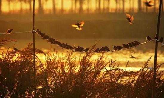 《黄河故道·秋》摄于2011年10月