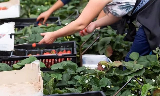  ·&nbsp;&nbsp;正在采捡水果的乌克兰难民。