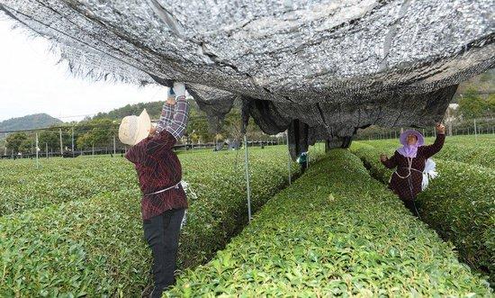 在浙江省绍兴市越城区富盛镇抹茶生产基地,农户为茶树拉遮阳网(2023年2月28日摄)。