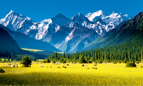  ·贺娇龙办公室里，悬挂的昭苏夏塔景区图。