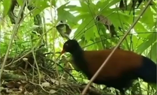 　黑枕雉鸠&nbsp;外媒视频截图