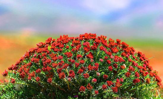  红景天 李友崇摄
