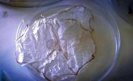 水母薯片 图片来自网络