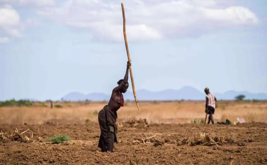  达桑内科人在农田里耕作