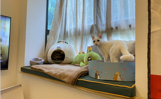 宇安收养的两只流浪猫