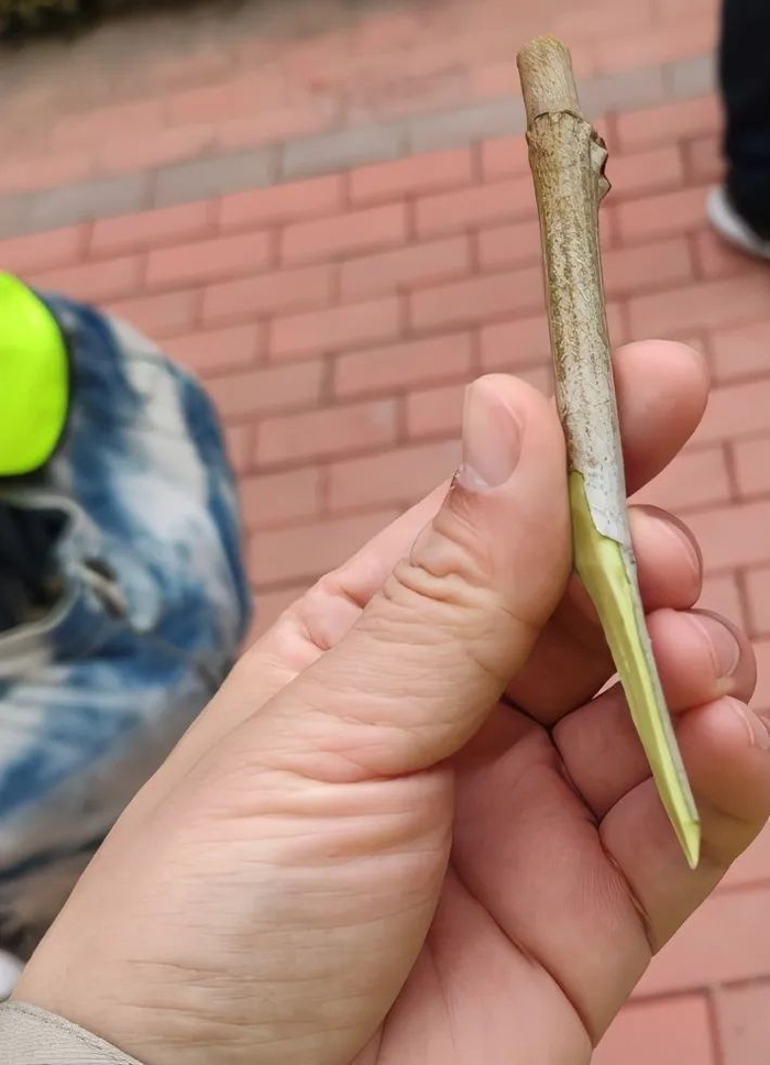  接穗被削成鸭嘴状。 通讯员郭焱华 摄