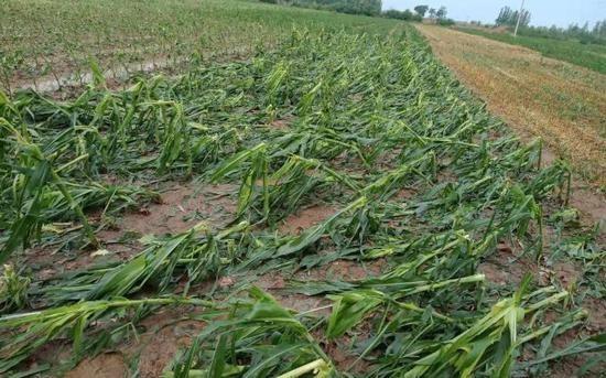  首羡镇不同程度受灾的玉米。受访者供图